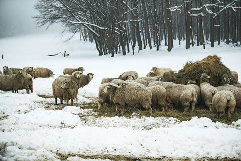 BIO ovce jsou venku stejně po celý rok