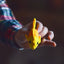 Cat Nip Toys