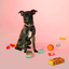 Explorer Dog – Kompostovatelné sáčky na hovínka 60 ks